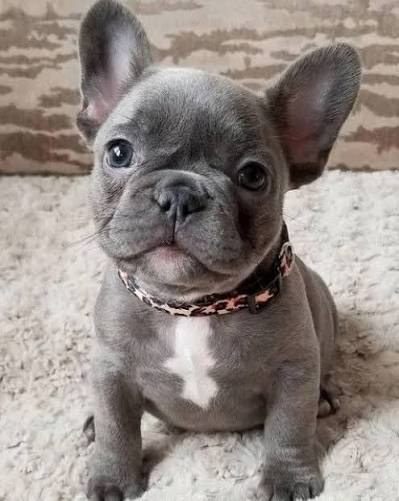 Baby